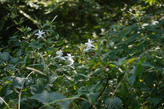 Barleria lawii